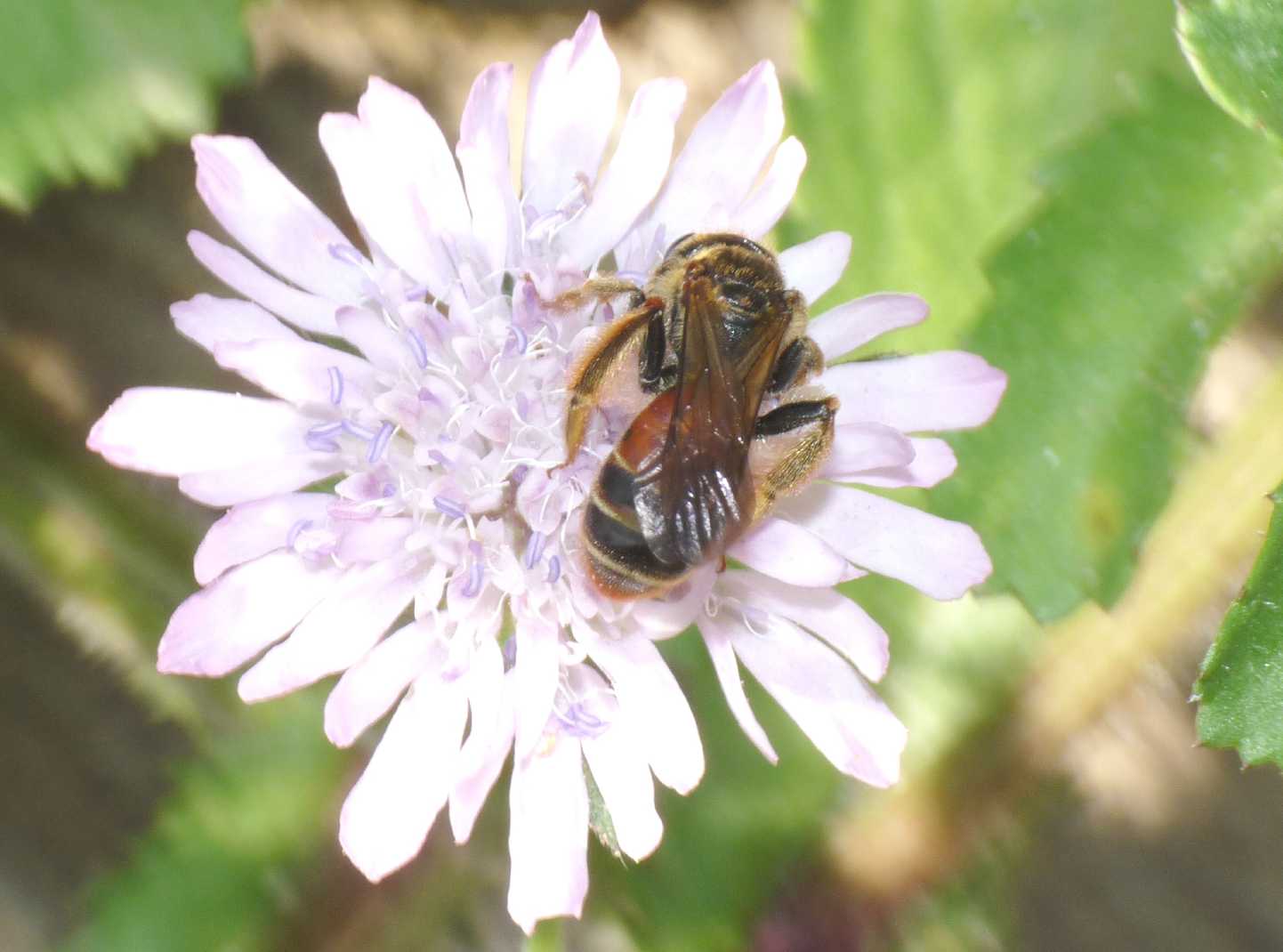 Andrena cf. hattorfiana